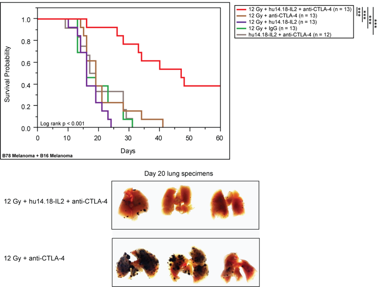 Graph showing In situ vaccination with radiation and intra-tumor injection of immunocytokine improved survival and control of metastatic disease when combined with T cell checkpoint blockade