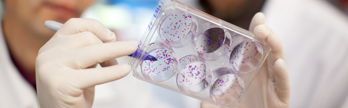 DHO researchers examining cell cultures.