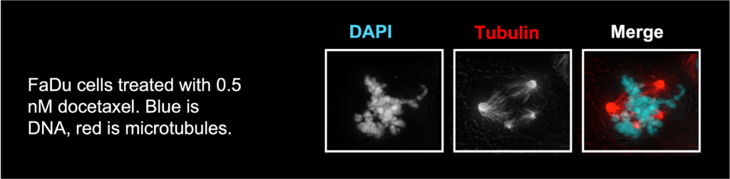 Micrographs of FaDu Cells treated with 0.5nM docetaxel.